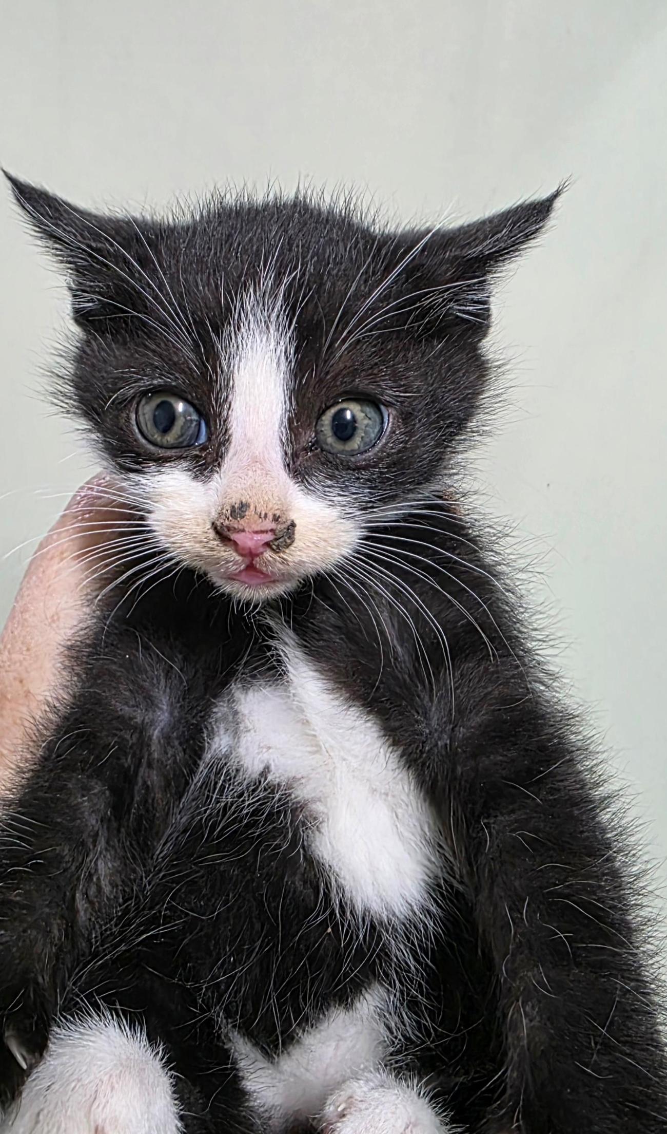 보호중 한국 고양이…